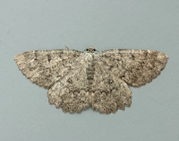 70.287 BF1964 Annulet Charissa obscurata