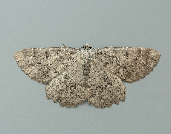 70.287 BF1964 Annulet Charissa obscurata