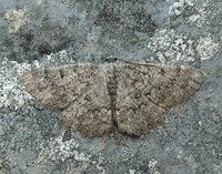 70.287 BF1964 Annulet Charissa obscurata