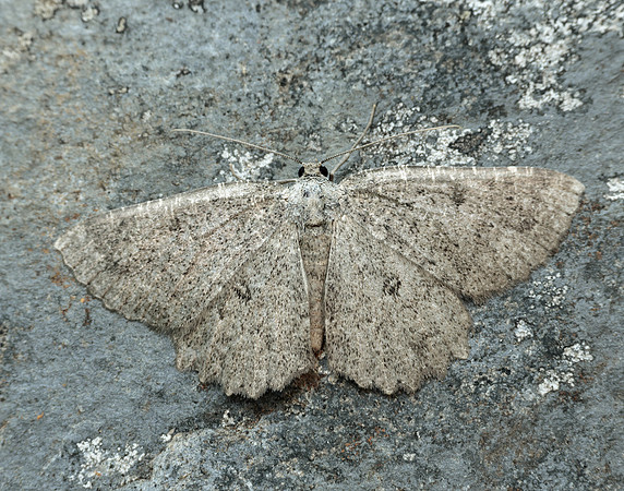70.287 BF1964 Annulet Charissa obscurata