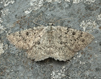 70.287 BF1964 Annulet Charissa obscurata