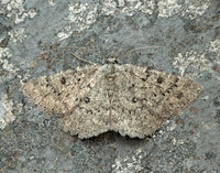 70.287 BF1964 Annulet Charissa obscurata