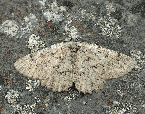 70.287 BF1964 Annulet Charissa obscurata