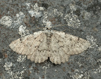 70.287 BF1964 Annulet Charissa obscurata