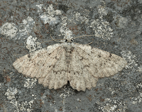70.287 BF1964 Annulet Charissa obscurata