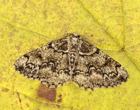 70.288 BF1945 Brussels Lace Cleorodes lichenaria
