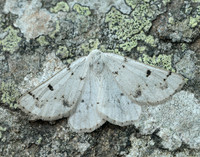 70.292 BF1969 Grey Scalloped Bar Dyscia fagaria