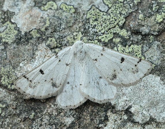 70.292 BF1969 Grey Scalloped Bar Dyscia fagaria