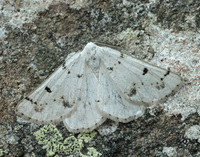 70.292 BF1969 Grey Scalloped Bar Dyscia fagaria