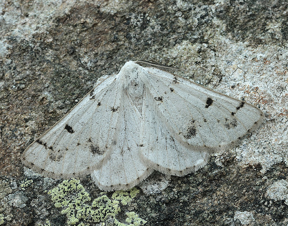 70.292 BF1969 Grey Scalloped Bar Dyscia fagaria