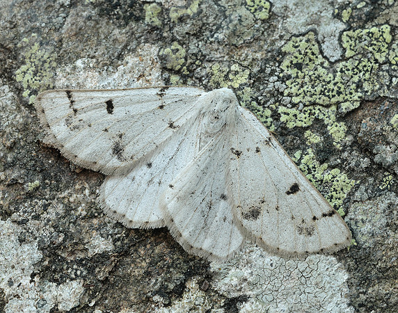 70.292 BF1969 Grey Scalloped Bar Dyscia fagaria