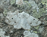 70.292 BF1969 Grey Scalloped Bar Dyscia fagaria