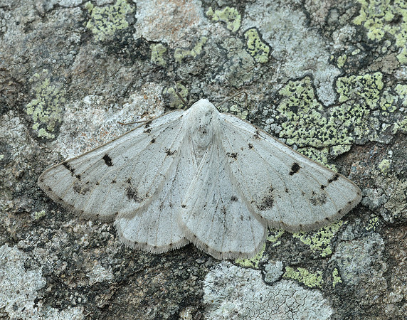 70.292 BF1969 Grey Scalloped Bar Dyscia fagaria