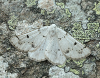 70.292 BF1969 Grey Scalloped Bar Dyscia fagaria