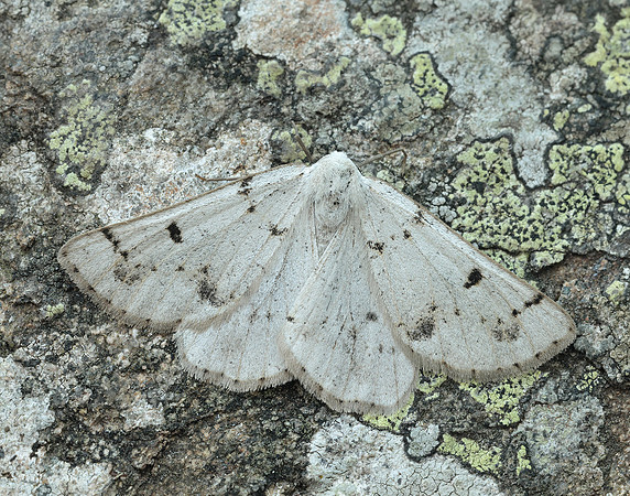 70.292 BF1969 Grey Scalloped Bar Dyscia fagaria