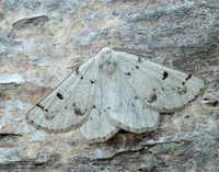 70.292 BF1969 Grey Scalloped Bar Dyscia fagaria