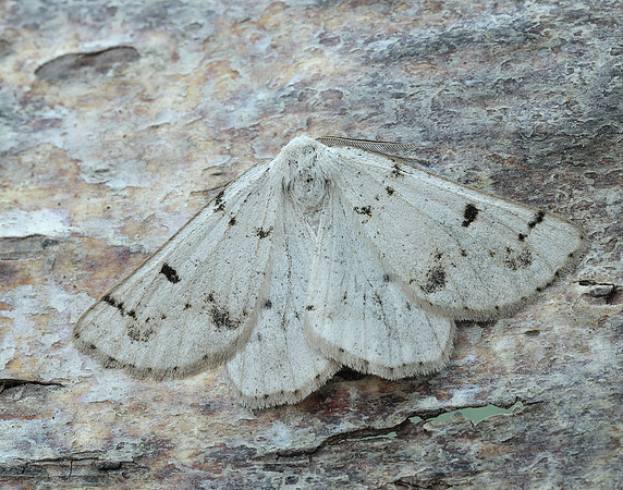 70.292 BF1969 Grey Scalloped Bar Dyscia fagaria