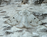 70.292 BF1969 Grey Scalloped Bar Dyscia fagaria