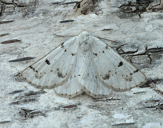 70.292 BF1969 Grey Scalloped Bar Dyscia fagaria