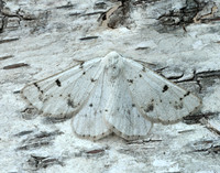 70.292 BF1969 Grey Scalloped Bar Dyscia fagaria