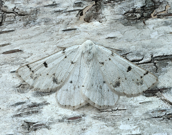 70.292 BF1969 Grey Scalloped Bar Dyscia fagaria