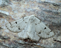 70.292 BF1969 Grey Scalloped Bar Dyscia fagaria