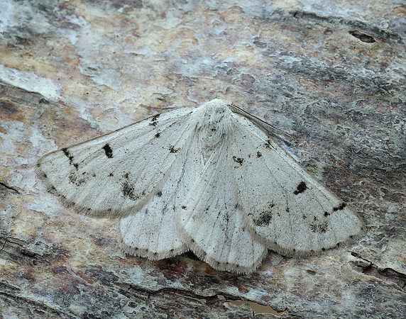 70.292 BF1969 Grey Scalloped Bar Dyscia fagaria