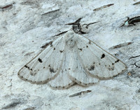 70.292 BF1969 Grey Scalloped Bar Dyscia fagaria