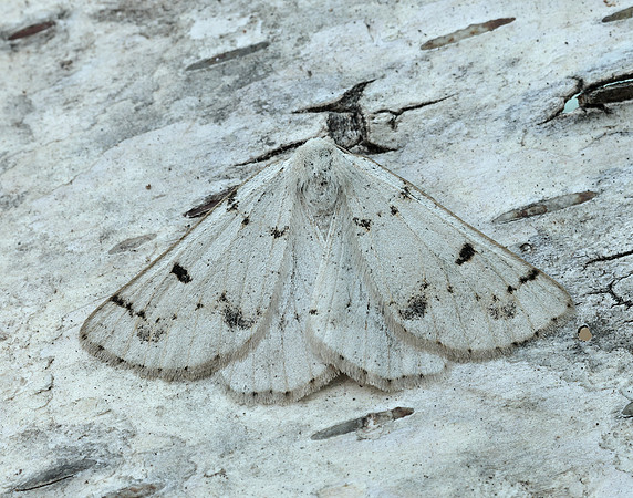 70.292 BF1969 Grey Scalloped Bar Dyscia fagaria