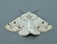 70.292 BF1969 Grey Scalloped Bar Dyscia fagaria