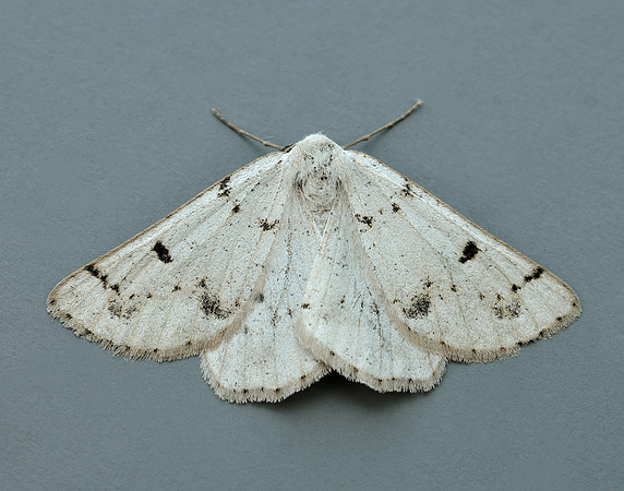 70.292 BF1969 Grey Scalloped Bar Dyscia fagaria