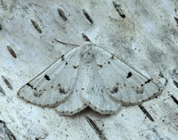 70.292 BF1969 Grey Scalloped Bar Dyscia fagaria