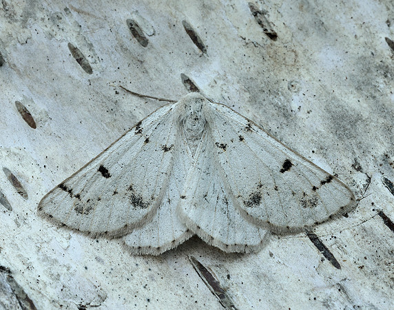 70.292 BF1969 Grey Scalloped Bar Dyscia fagaria