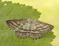 70.295 BF1970 Grass Wave Perconia strigillaria