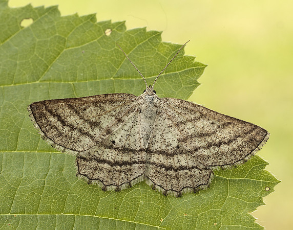 70.295 BF1970 Grass Wave Perconia strigillaria