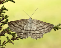 70.295 BF1970 Grass Wave Perconia strigillaria