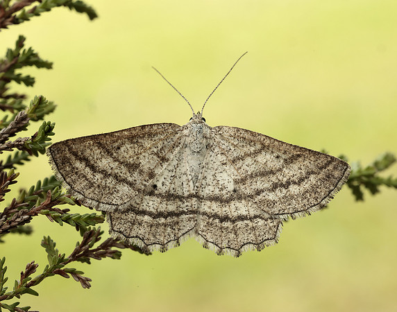 70.295 BF1970 Grass Wave Perconia strigillaria