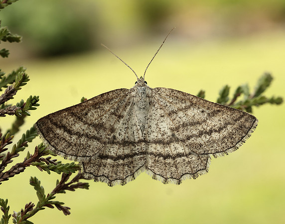 70.295 BF1970 Grass Wave Perconia strigillaria
