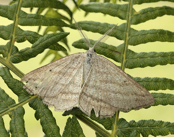 70.295 BF1970 Grass Wave Perconia strigillaria