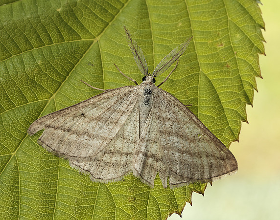 70.295 BF1970 Grass Wave Perconia strigillaria
