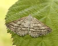 70.295 BF1970 Grass Wave Perconia strigillaria
