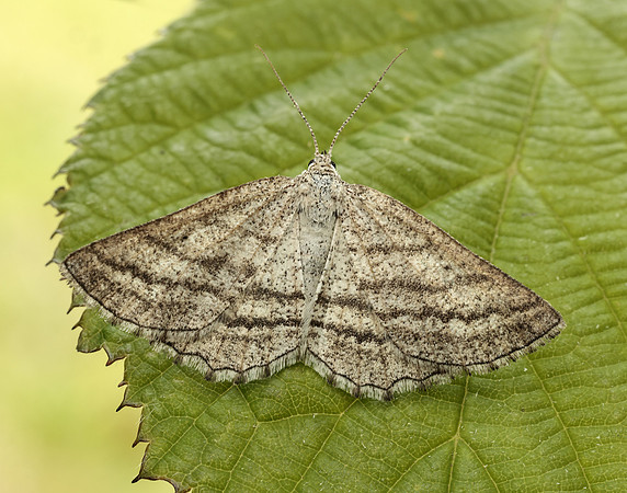 70.295 BF1970 Grass Wave Perconia strigillaria