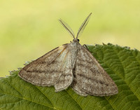 70.295 BF1970 Grass Wave Perconia strigillaria