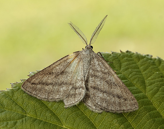 70.295 BF1970 Grass Wave Perconia strigillaria