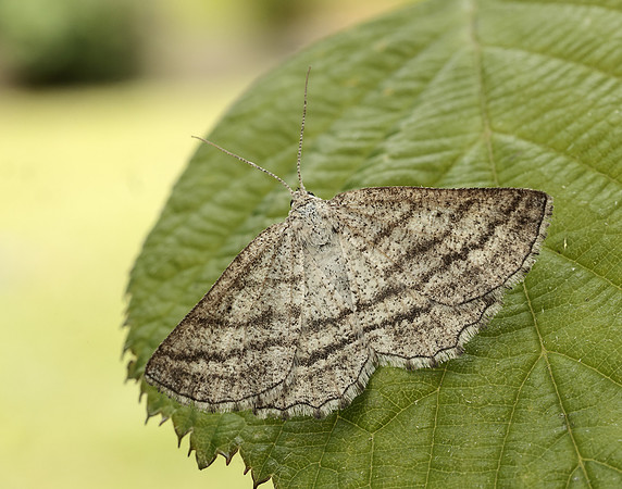 70.295 BF1970 Grass Wave Perconia strigillaria