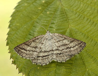 70.295 BF1970 Grass Wave Perconia strigillaria