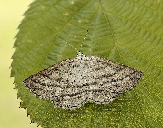 70.295 BF1970 Grass Wave Perconia strigillaria