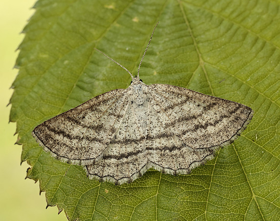 70.295 BF1970 Grass Wave Perconia strigillaria