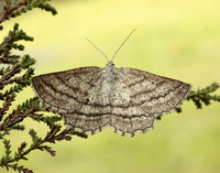70.295 BF1970 Grass Wave Perconia strigillaria