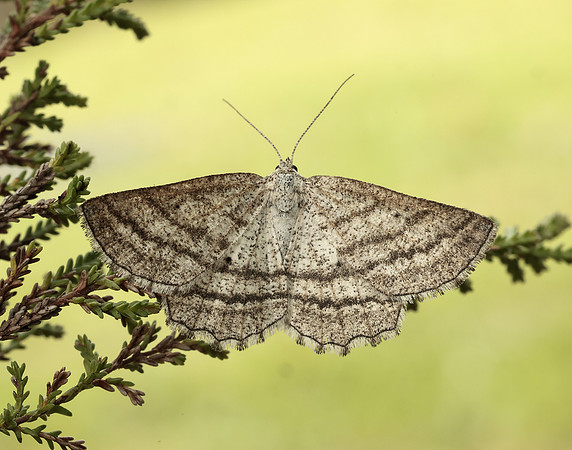 70.295 BF1970 Grass Wave Perconia strigillaria